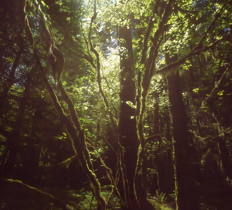 New Article on the Pitfalls of Perfection in Photography
