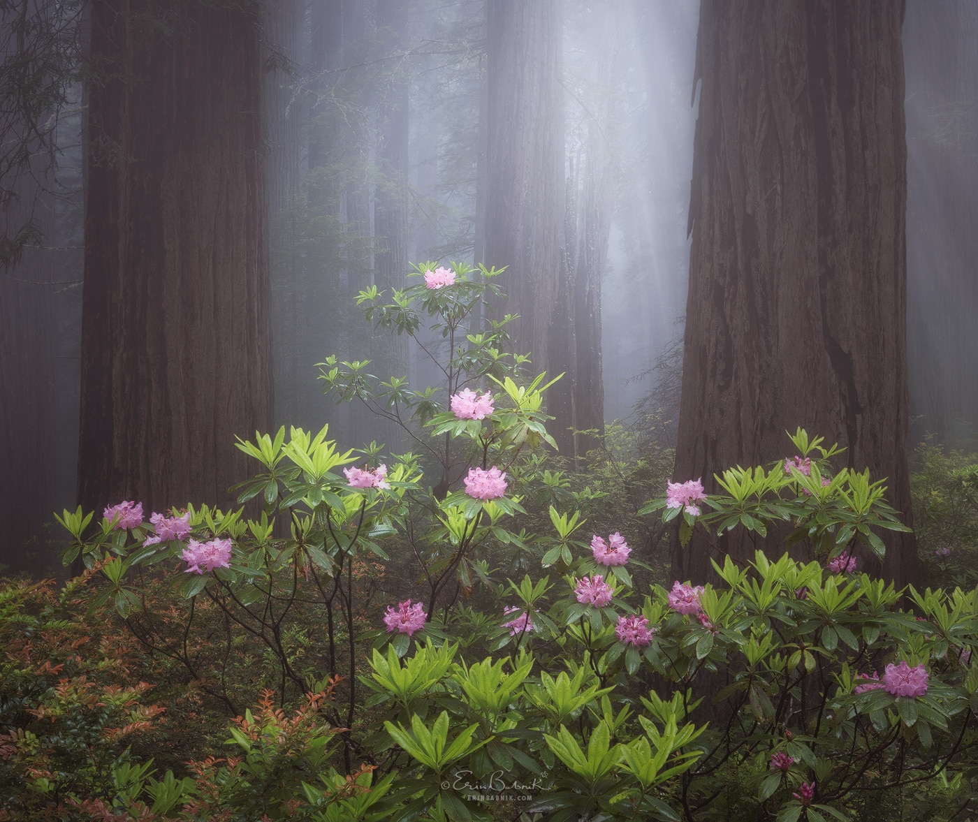 California Redwoods 2023 - Photography Workshops by Erin Babnik